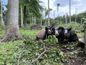 Drie bosvarkens Landgoed Zuylestein omgekomen bij noodweer Leersum